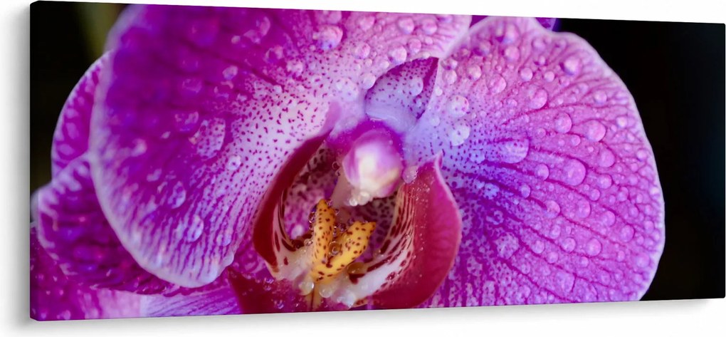 Részletes kép az orchidea virágról (120x50 cm)