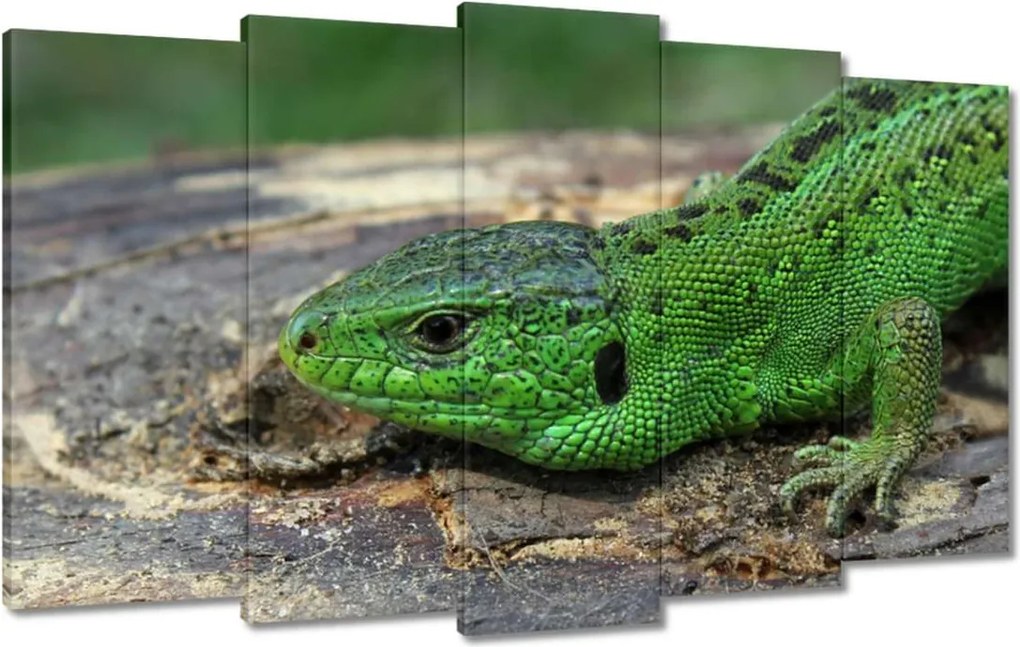 Vászonkép 100x60 Zöld gyík