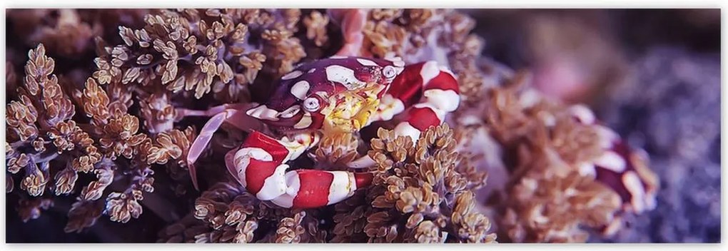 Poszterek 200x66 Kék tengeri világ