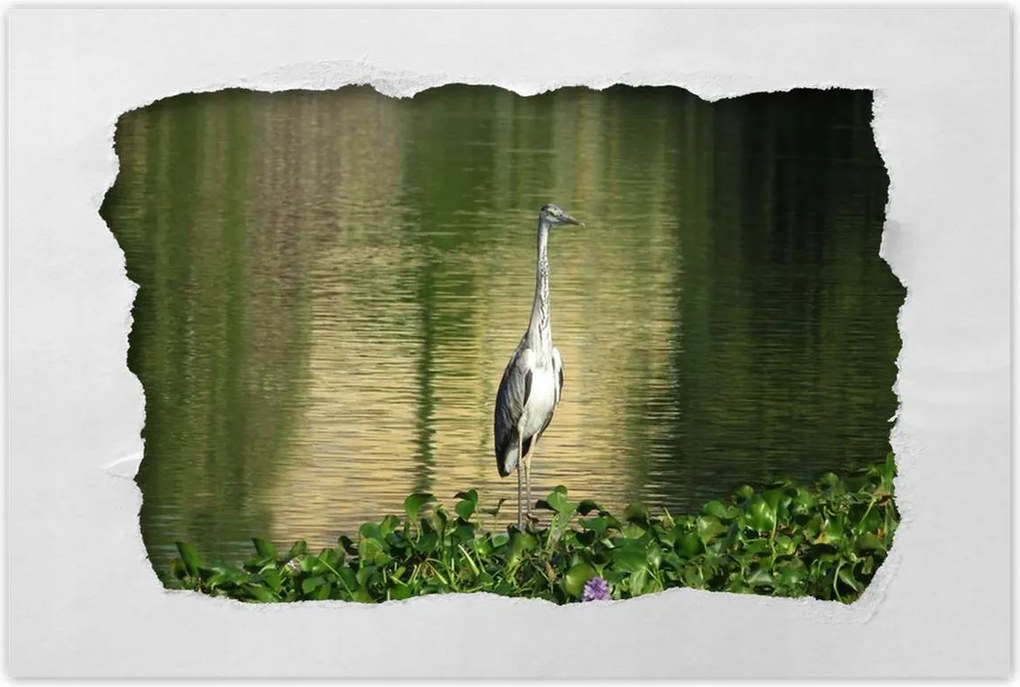 Poszterek 120x80 Kalapos madár Tájkép Kilátás