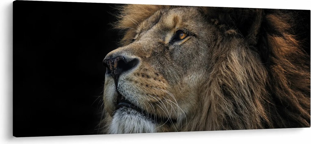 Kép - A fenséges oroszlán (120x50 cm)
