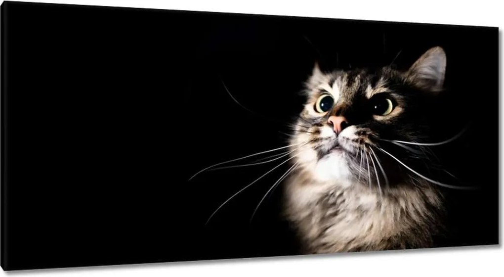 Festmények 115x55 Egy aranyos cica portréja