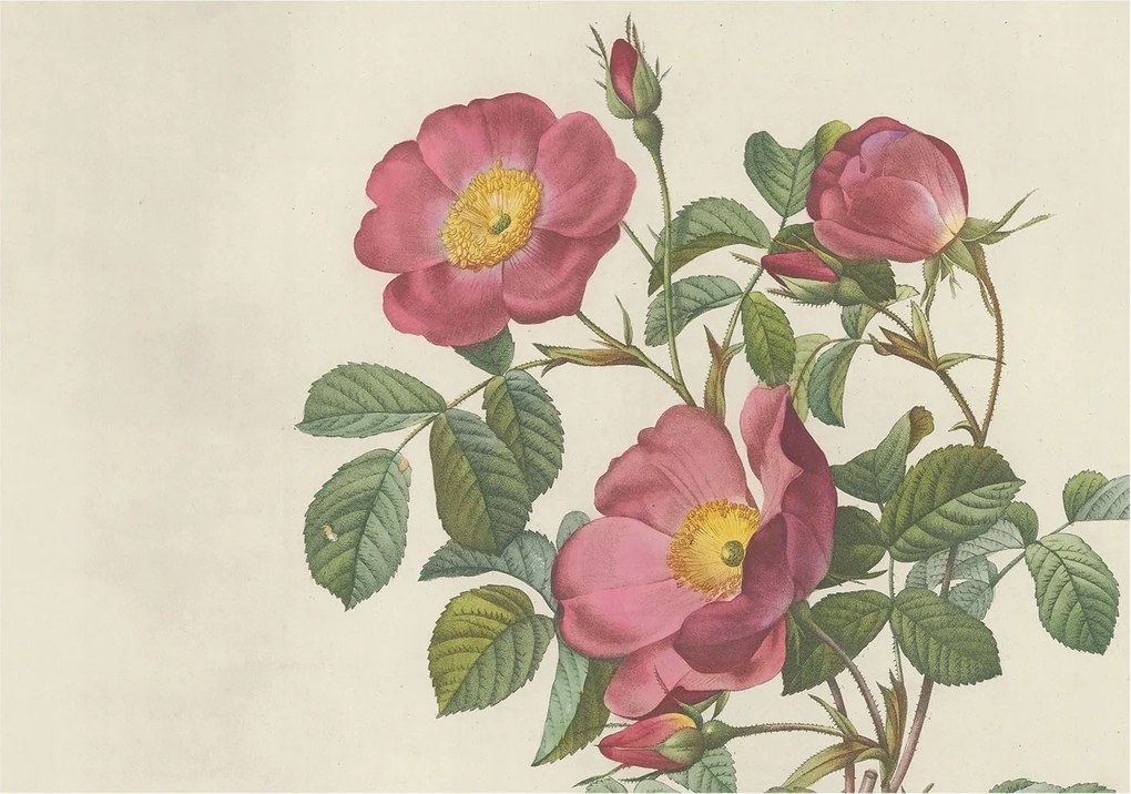 Flizelin tapéta falra Prémium rózsa motívum 208x146 Ragasztó