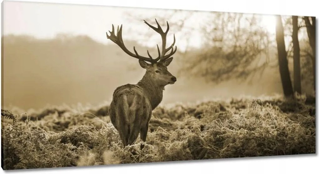 Vászonkép 115x55 Szarvas erdő naplemente