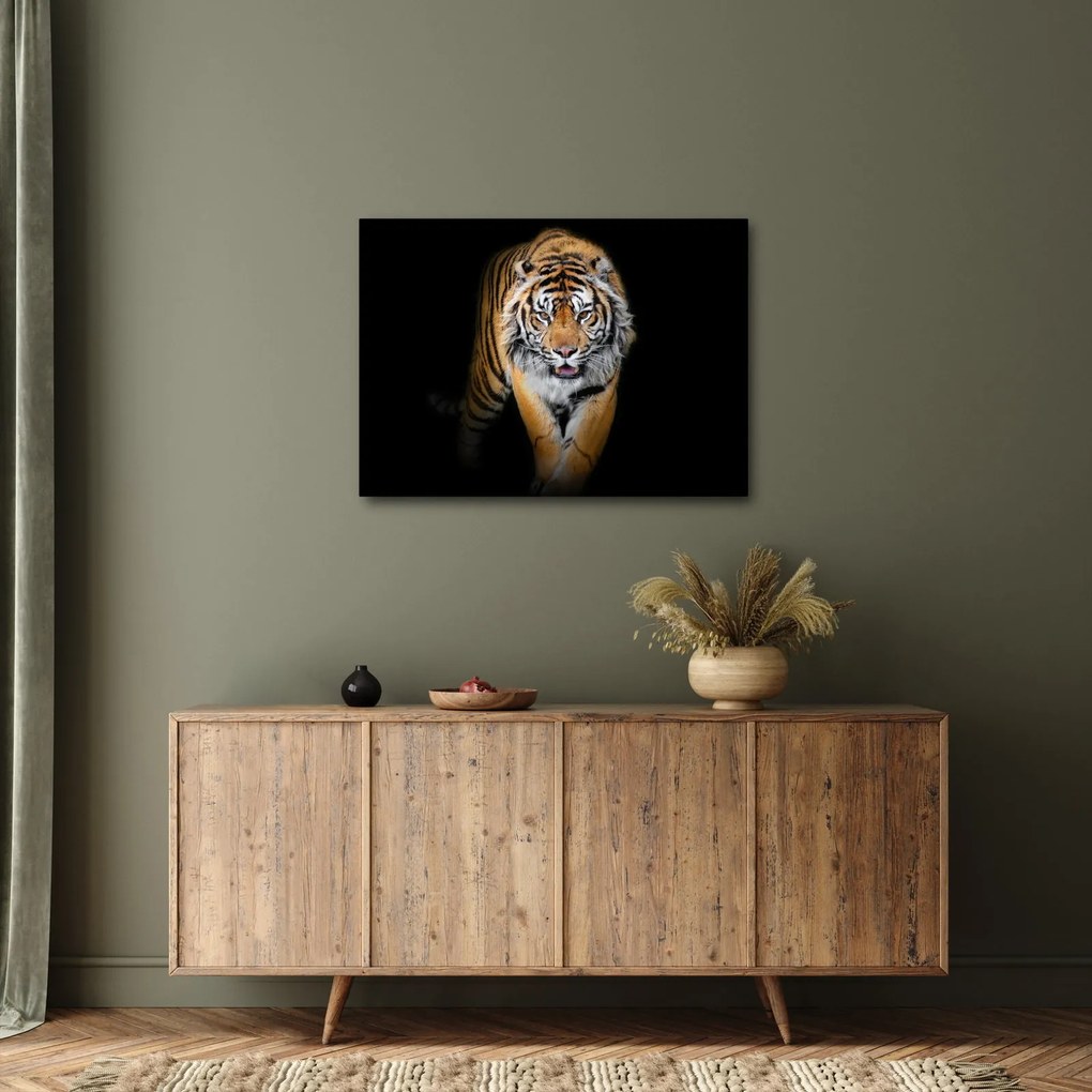 Kép - Tigris (70x50 cm)