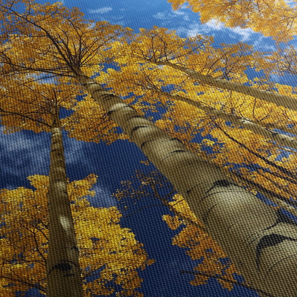 Kép - Aspen (90x60 cm)