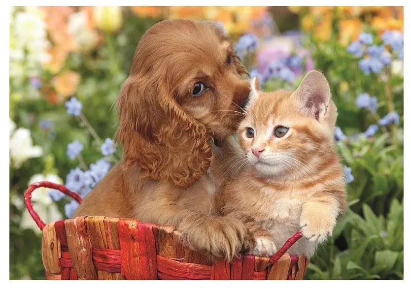 Állatos Cute Friends 104 db-os maxi puzzle Clementoni