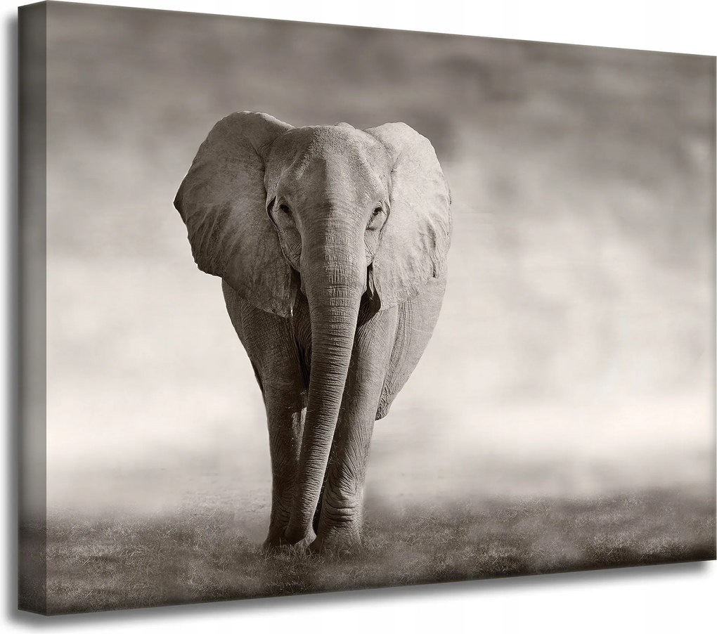 Vászonkép Fekete-fehér Elefánt Pózoló Afrika 40x30 cm
