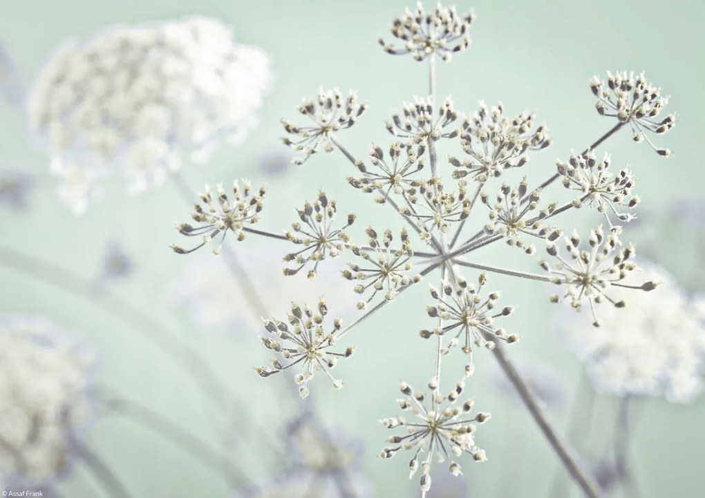 Poszter 29,7x21cm Tehénpetrezselyem virág, Assaf Frank