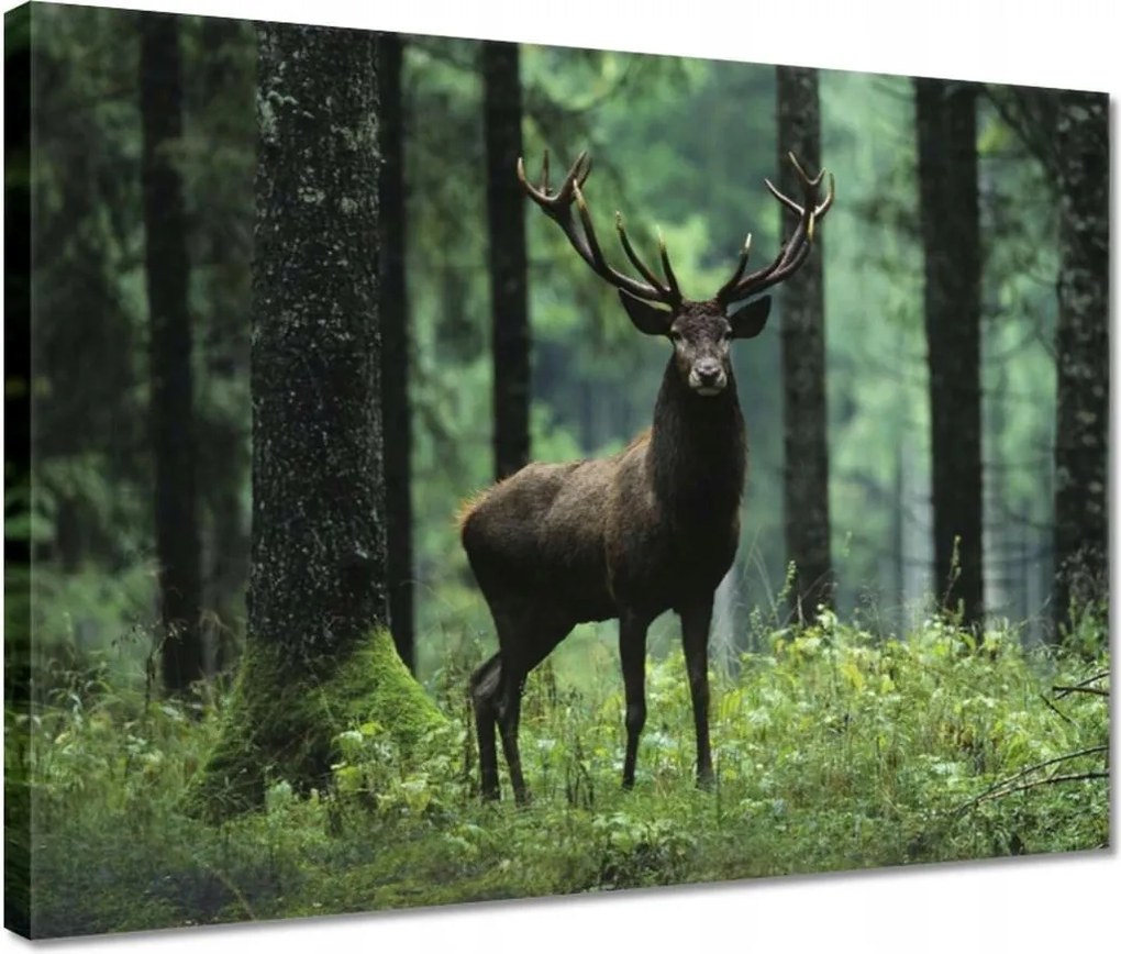 Vászonkép 40x30 Szarvas Erdő Tájkép