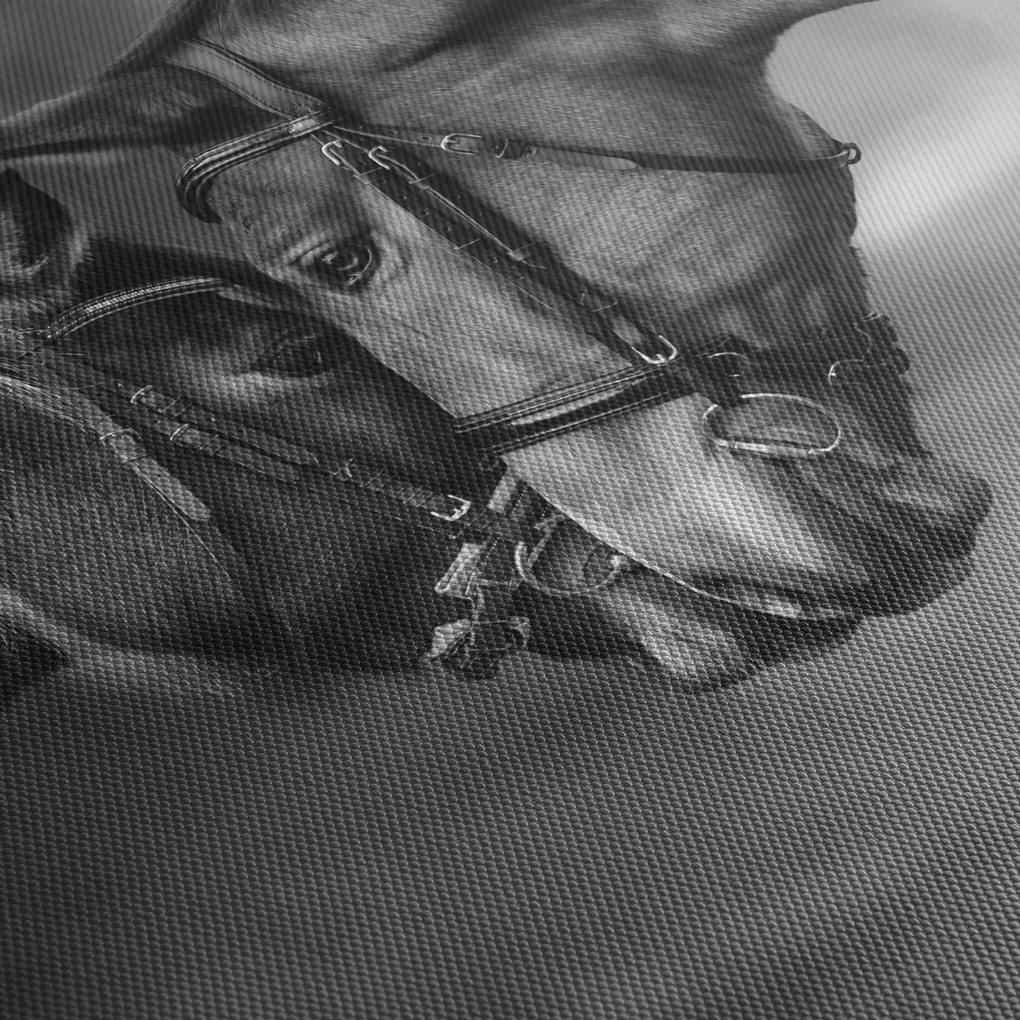 Kép - Szerelmes lovak, fekete-fehér (120x50 cm)
