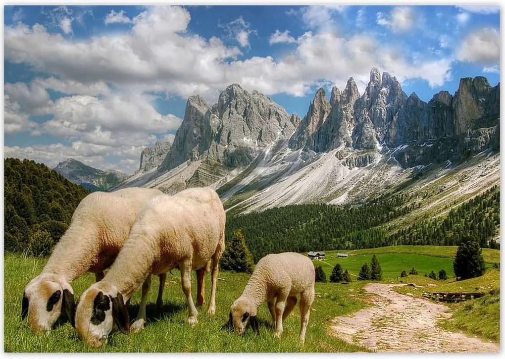 Poszterek 100x70 Hegyek Juh legeltetés