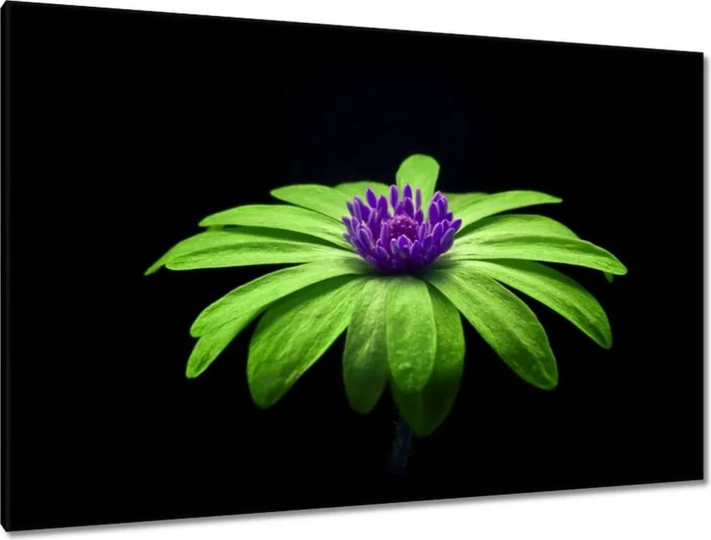 Vászonkép 120x80 Lime szirmok