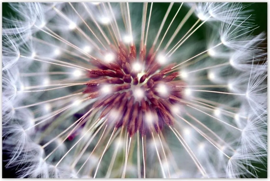 Poszterek 120x80 Pitypang Virág Virágok