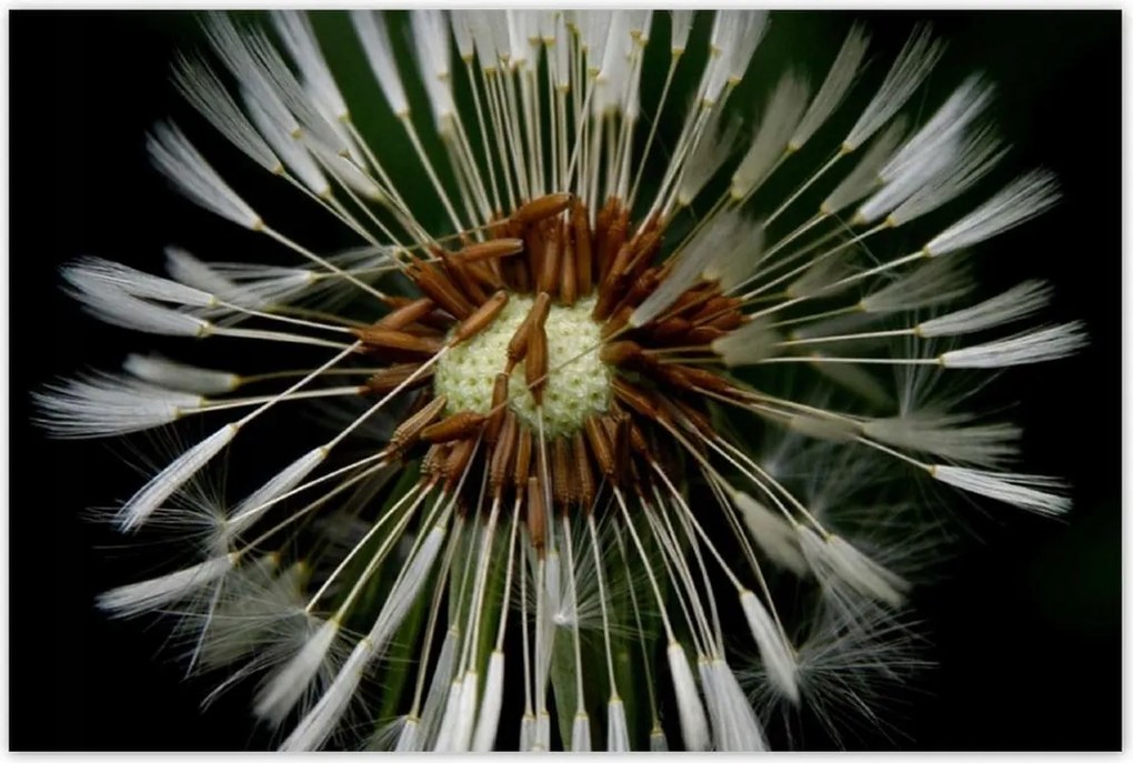 Poszterek 120x80 Pitypang Virág Virágok