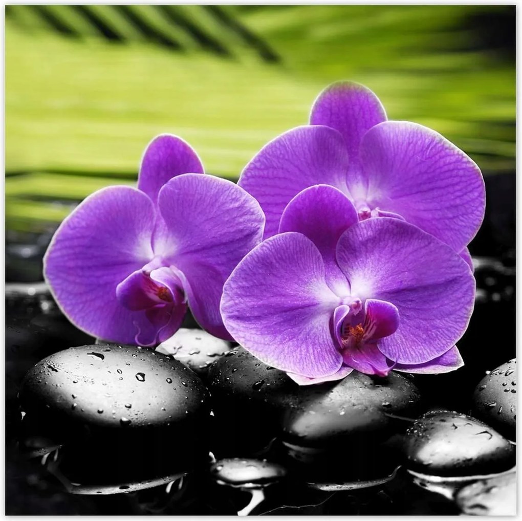 Poszterek 100x100 Orchideák a köveken