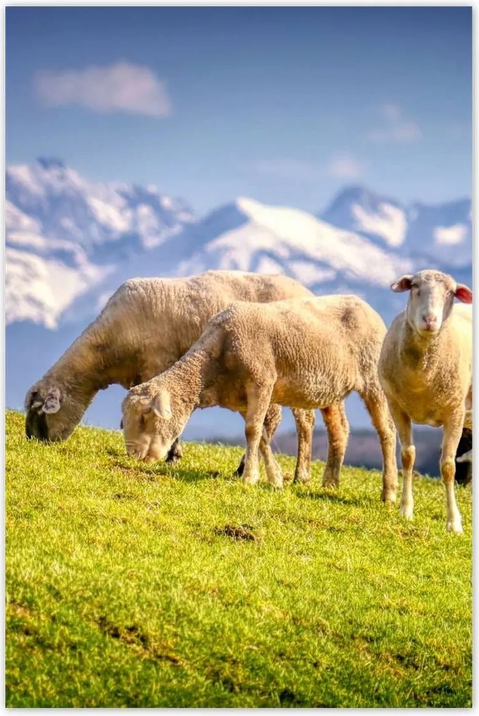 Poszterek 60x90 Juh legeltetés Bárányok Juhok