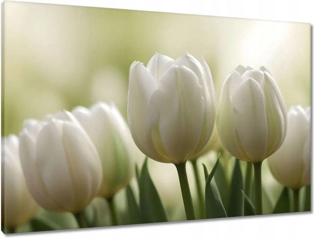 Vászonkép 90x60 Fehér tulipánok