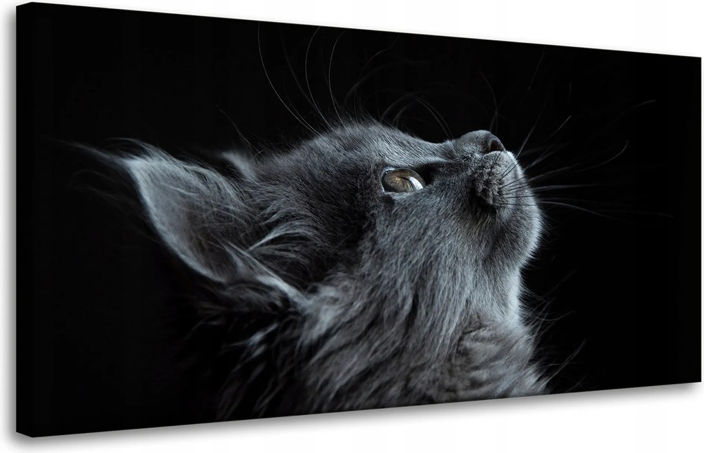 Vászonkép Állatok Gyönyörű macska 80x40 cm