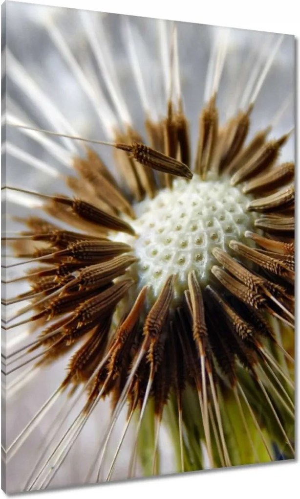 Vászonkép 70x100 Pitypang Virág Virágok