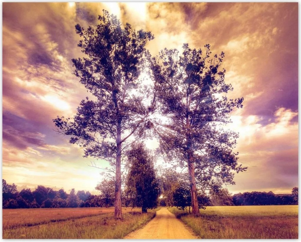 Poszterek 50x40 Fák az út mellett