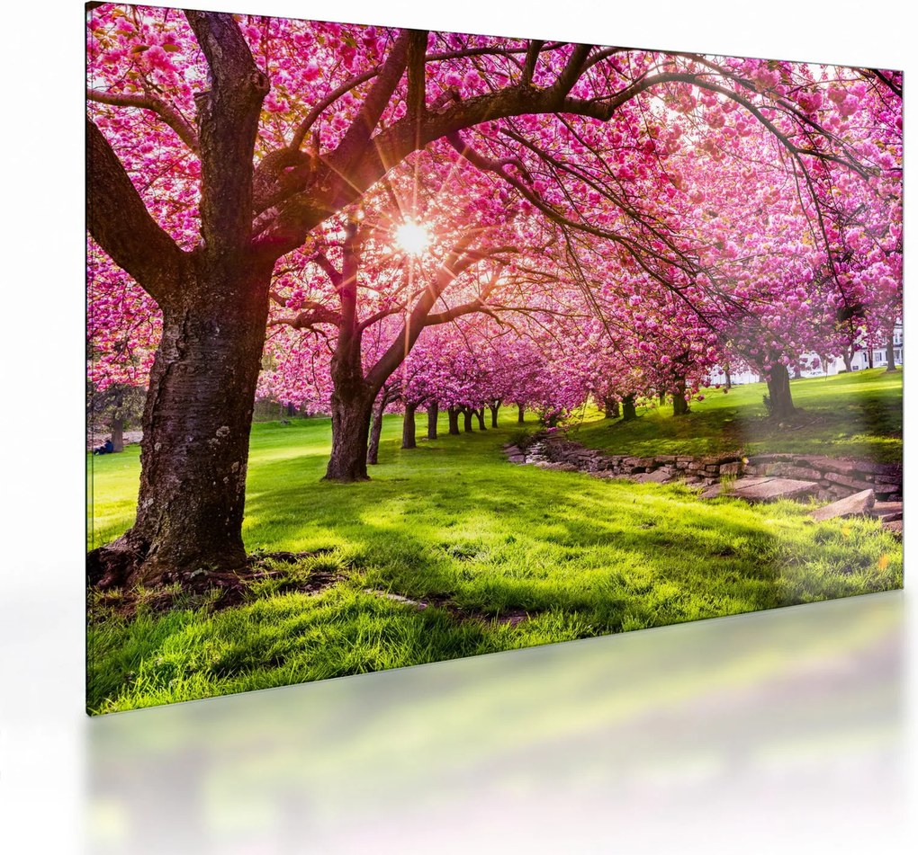 A virágzó cseresznye képe, Hurd Park, Dover, New Jersey (üvegen) (70x50 cm)