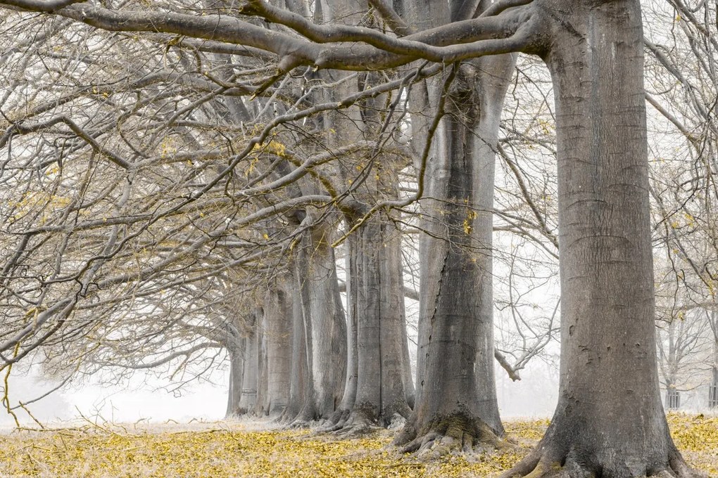 Poszter 91,5x61cm Fák egy sorban sárga levelek, Assaf Frank