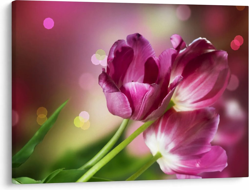 Rózsaszín tulipánok képe (70x50 cm)