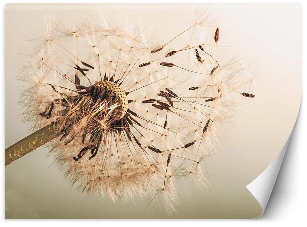 Gario Fotótapéta Pitypang makró Anyag: Vlies, Méret: 150 x 105 cm