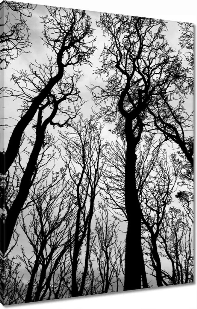 Vászonkép 60x80 Erdő Fák Kilátás alulról