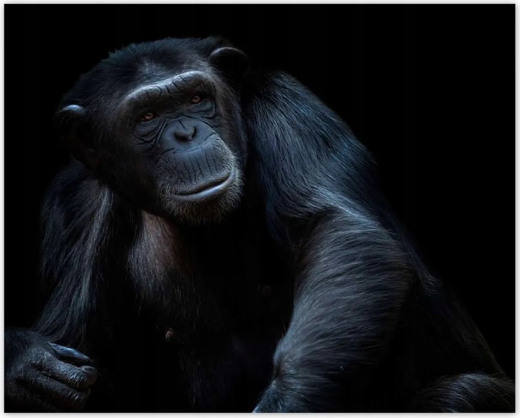 Poszterek 50x40 Egy erős csimpánz portréja