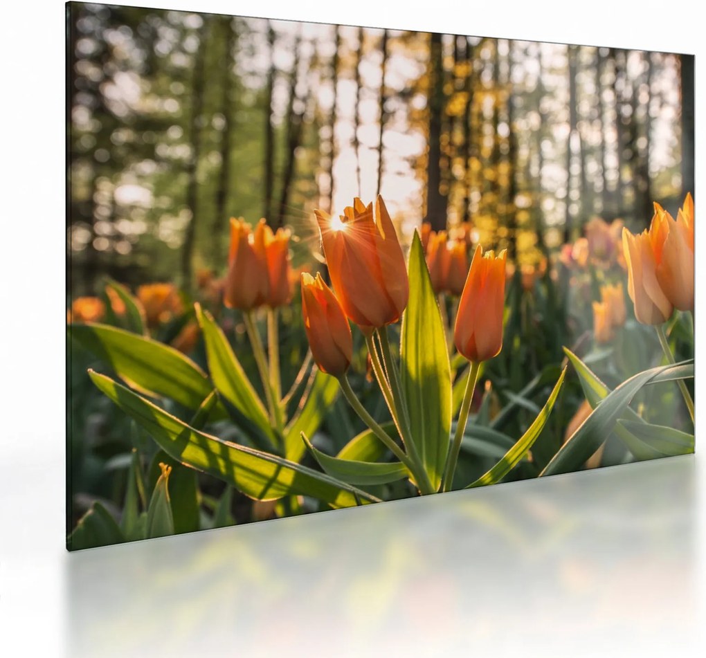 Narancssárga tulipán képe (üvegen) (70x50 cm)