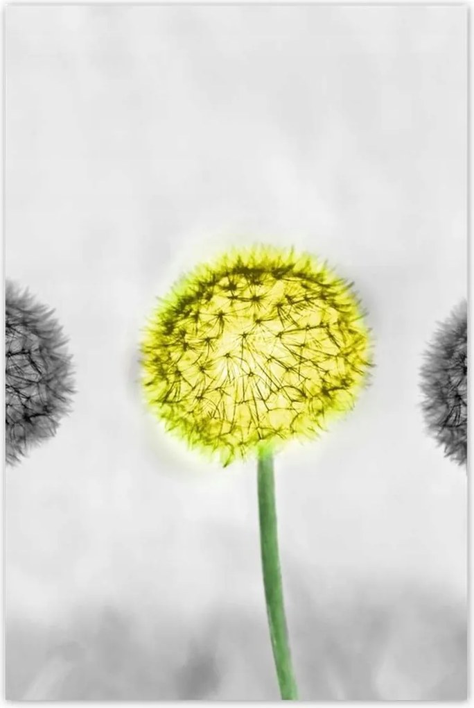 Poszterek 80x120 Sárga pitypang