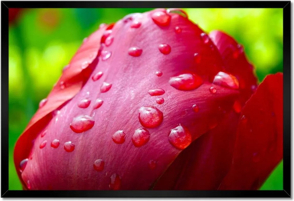 Poszter keretben 60x40 Tulipánok Virágok