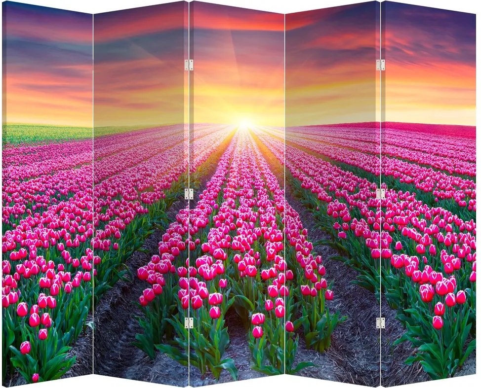 Paraván - Tulipán mező és a nap (210x170 cm)