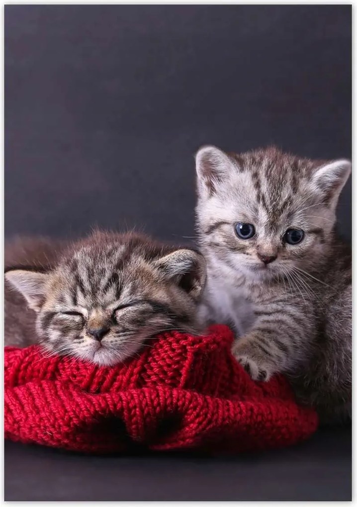 Poszterek 70x100 Cica Cicák