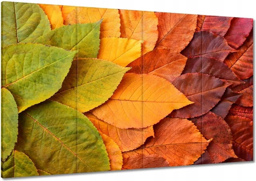 Vászonkép 120x80 Őszi színes levelek Levelek az ősz színeiben