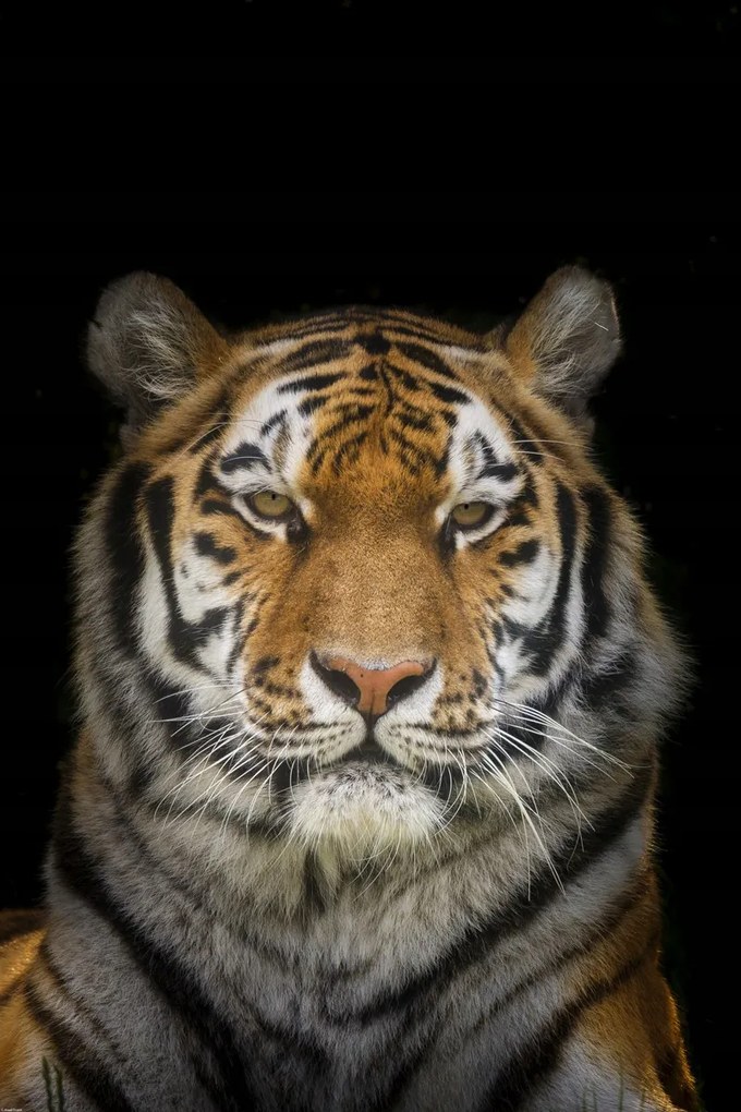 Poszter 61x91,5cm Tigris, Assaf Frank