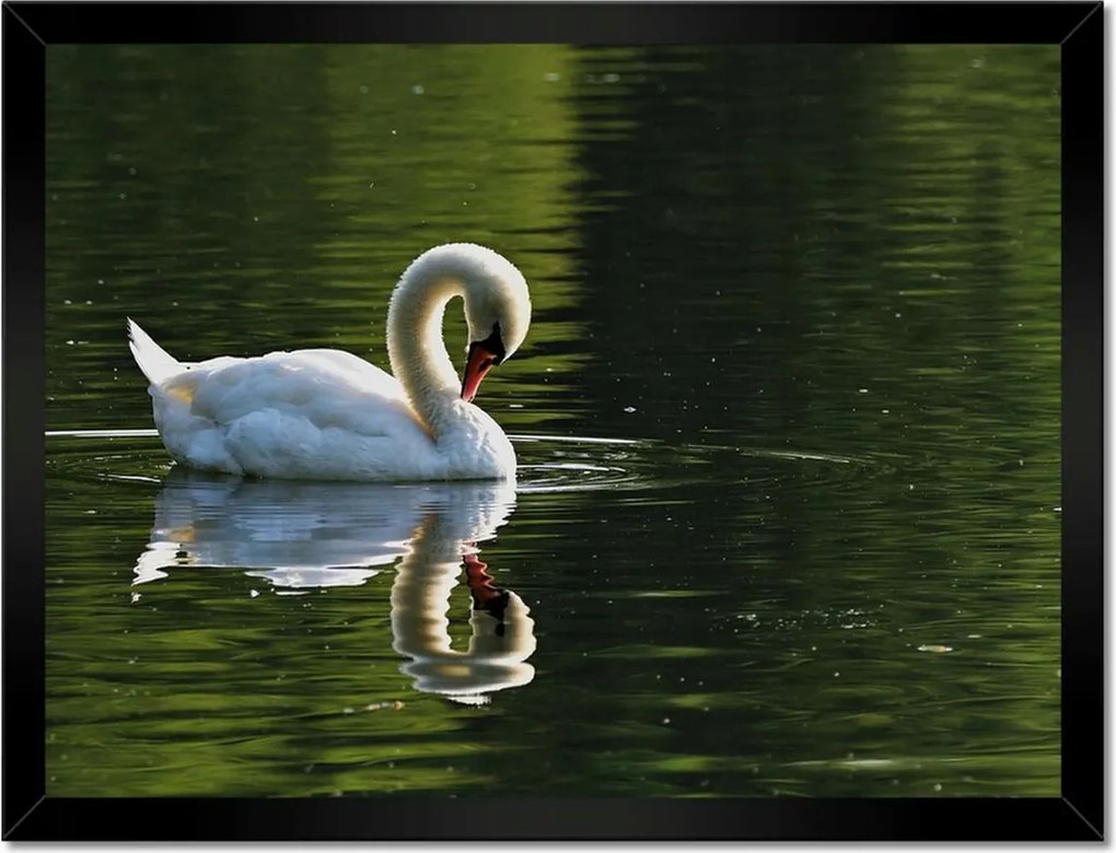 Poszterek keretben 40x30 Hattyú