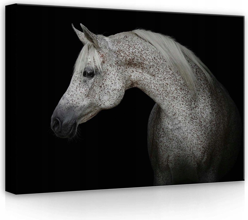 Vászonkép 70x50 Arab ló portré állat kecsesség erő elegancia szépség művészet