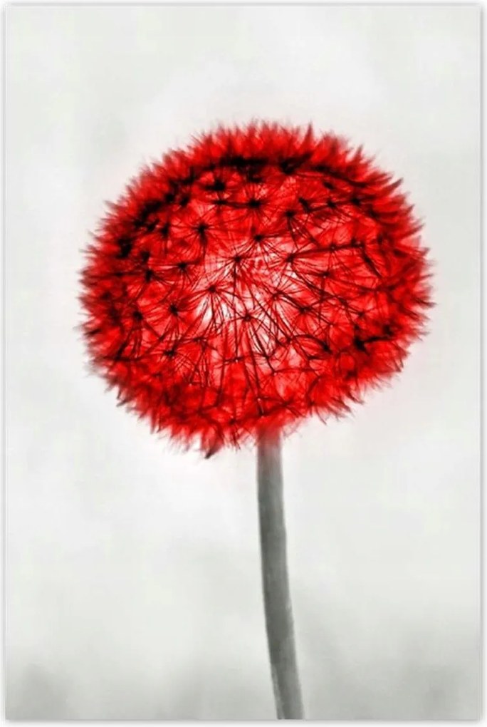 Poszterek 80x120 Piros pitypang