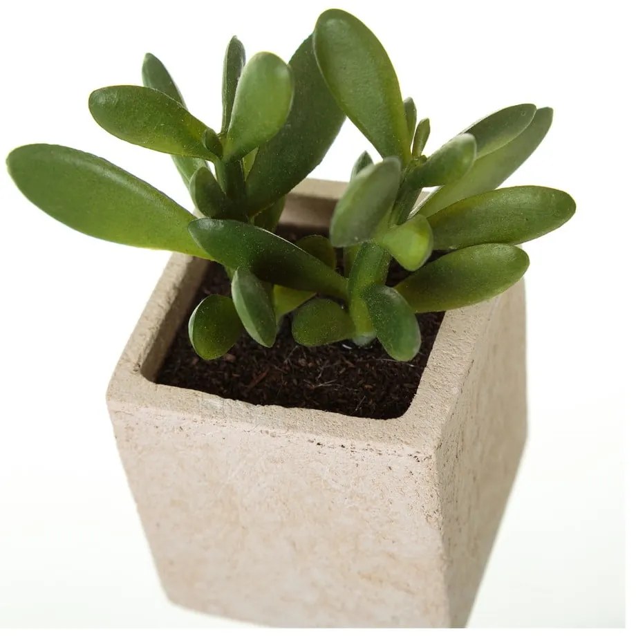Műnövény szett 6 db-os (magasság 9,5 cm) Cactus – Casa Selección
