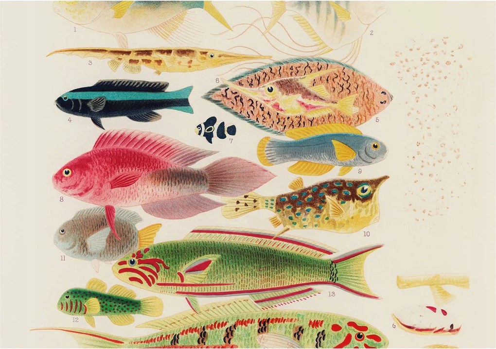 Flizelin tapéta Divatos 3D fali ragasztó Színes halak 312x219 ragasztó