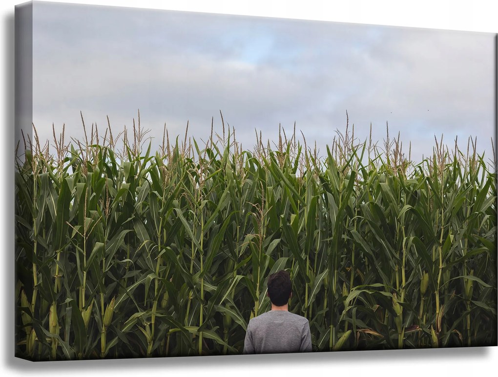 Vászonkép Természet Kukoricamező 60x40 cm