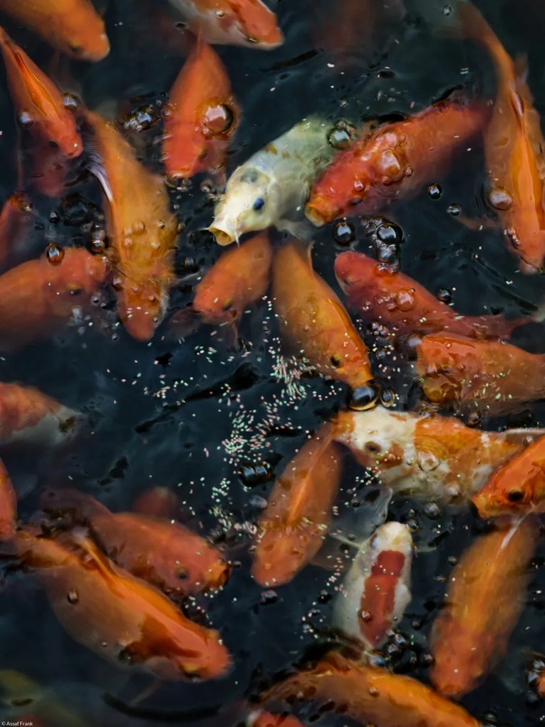 Poszter 30x40cm Aranyhalak gyülekeznek a felszínen, Assaf Frank