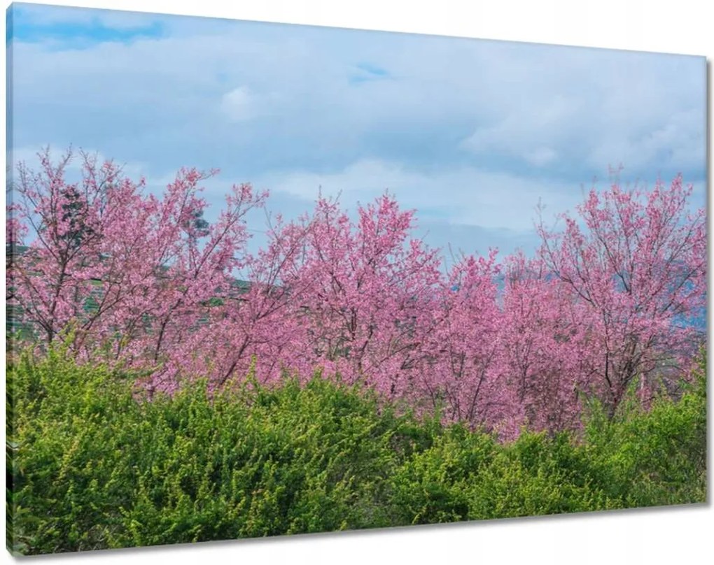 Vászonkép 100x70 Virágzó cseresznye