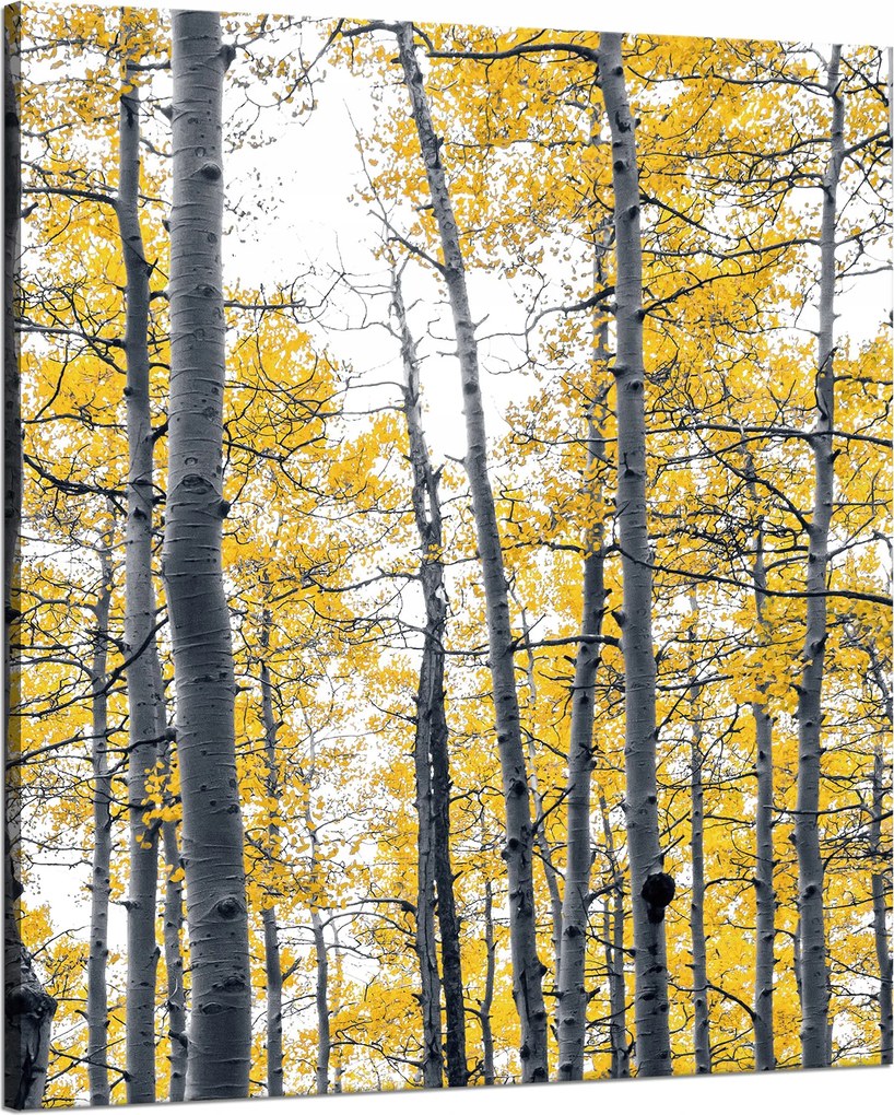 Vászonkép Nyírfák Sárga levelek Természet Tavasz 80x100 cm