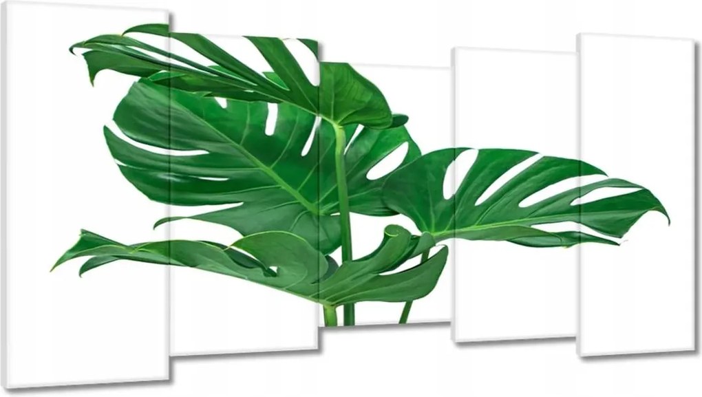 Vászonkép 150x80 Monstera Lyukas levelek