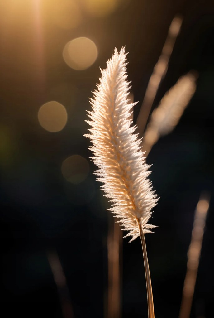 Poszter 68x101cm Arany fény