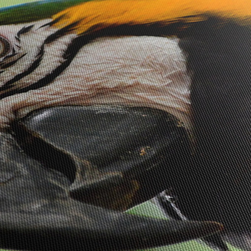 Papagáj képe (90x60 cm)